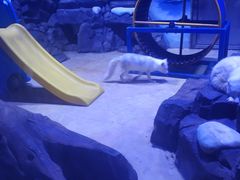 -上海海昌海洋公园-冰山北极馆