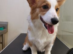 -1013 PET SHOP精品宠物商店(丁香店)