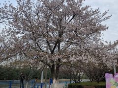 -高东镇樱花园