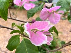 -上海鲜花港