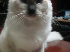 -东方名猫馆·英短金渐层布偶猫舍(环线广场1号楼店)