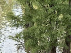 -美的鹭湖森林度假区