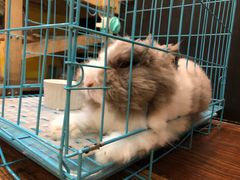 -志龙皇冠吃货椰子铺