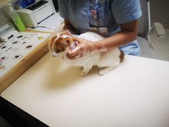 -谐和贝康宠物医院24小时·宠保定点(急重症转诊中心)