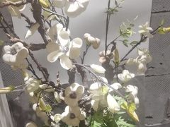 -华夏良子·足道·SPA·艾灸(苏州桥店)