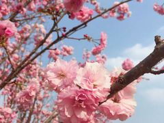 -天适樱花悠乐园