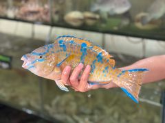 -岛中岛·海鲜大排档·万宁老字号(东澳店)