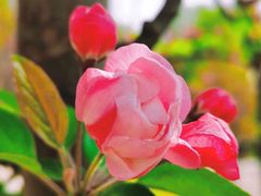 -海棠花溪(元大都城垣遗址公园)