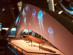 -贝林大翅鲸简餐厅(国家海洋博物馆店)