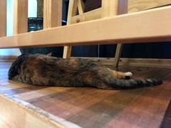 店内环境-猫的天空之城概念书店(杭州南宋御街店)