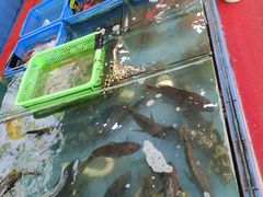 -七鲜渔港美食餐厅(巽寮湾海景店)
