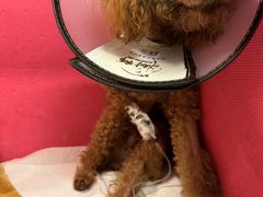 -北京派仕佳德动物医院·超导核磁·CT·神经科·骨科·内外科·急重症管理中心