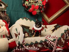 -超宠爱宠物摄影-Super pet