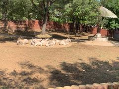 -石家庄市动物园