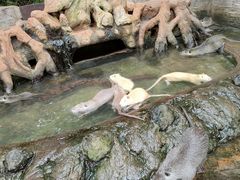 -海南热带野生动植物园
