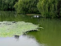 -昆山城市生态森林公园