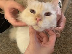 -more than meow吴止猫主题餐厅(承德 中船汇店)