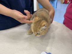 -博特宠物医院24h犬猫全科.骨科·异宠