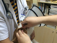 iphone_upload_pic-宠福鑫动物医院·动物疾病诊疗中心(天通苑店)