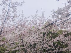 -武汉大学-樱园