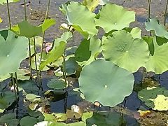 -昆山城市生态森林公园