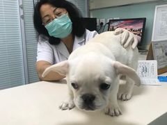 -瑞派·关忠动物医院·异宠专科·犬猫肿瘤·皮肤专科(望京店)