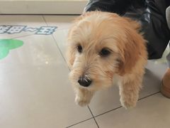 -艾贝尔宠物医院 ·中兽医·宠保定点(北门桥店)