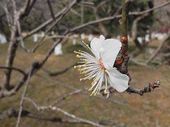-杭州植物园