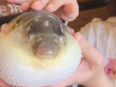 生气的河豚宝宝-永安鱼庄·镇江菜(丁卯店)