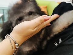-北京观赏动物医院·24小时大型综合·猫专科·异宠专科