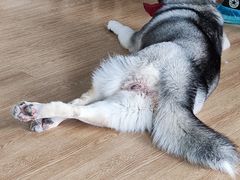 -Husky Go! 哈士奇体验馆·宠物咖啡厅狗咖