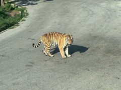 -大连森林动物园