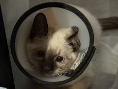 -欣宠猫屋·矮脚拿破仑·蓝金金渐层
