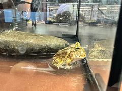 -帕帕拉兹宠物(亚洲旗舰店)