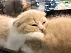 -宠物世家(仲盛世界商城店)