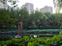 -陈家山荷花公园