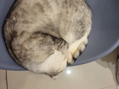 -平行世界·猫咖(首经贸店)