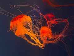 -海合安成都极地海洋公园