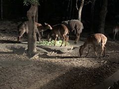 -清迈夜间动物园