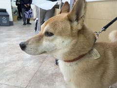 -美联众合动物医院·24h转诊中心