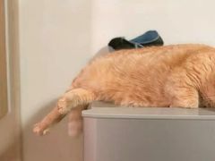 -艾吉宠物医院·疑难杂症转诊中心·猫友好(碧江路院)