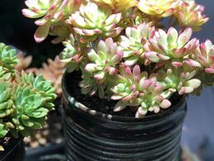 -三旗百汇商品城