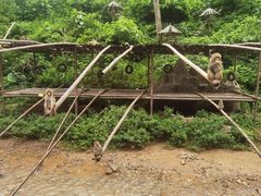 -西双版纳原始森林公园