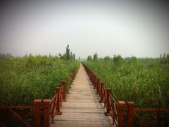 芦苇荡-微山湖红荷湿地景区