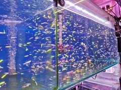 -中环花鸟鱼虫市场