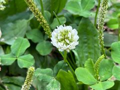 -黑龙江省森林植物园