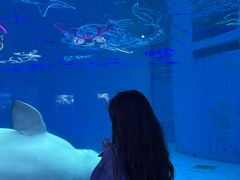 -海合安成都极地海洋公园