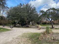 -奥兰多迪士尼动物王国乐园