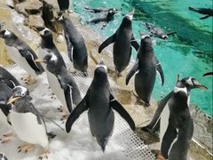-成都浩海立方海洋公园