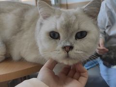 -鼓捣猫呢主题猫咖店